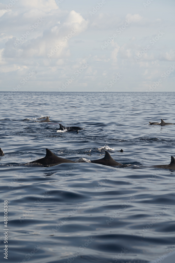 Naklejka premium Group of dolphins swimming free in the sea of bali