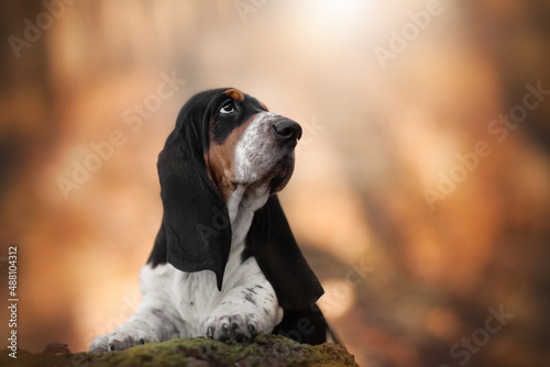 Portrait of an adorable Basset hound looking up curiously