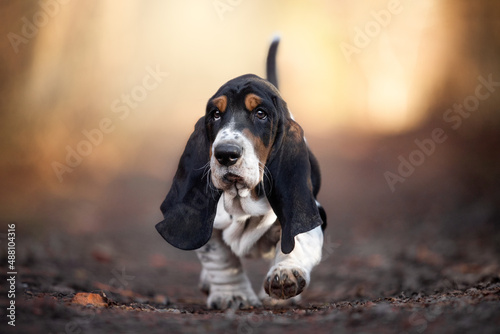 amazing Basset Hound Puppy photo © Nikol