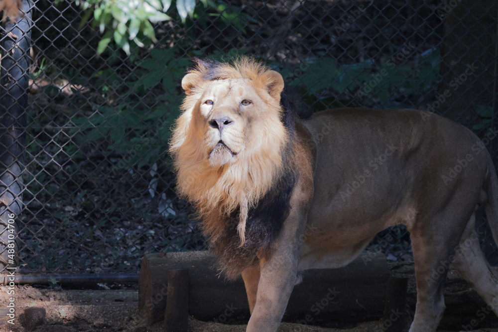 Naklejka premium ライオン