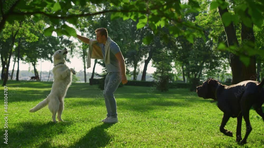 Handsome man train dog trick on sunny day in city park. Pet stand on hind paws Handsome man train dog trick on sunny day in city park. Pet stand on hind paws