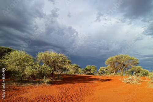 African savannah landscape against a dark sky of an approaching storm  South Africa.