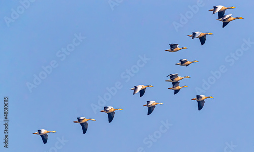 A photo of a group of bar-headed geese in flight in sky