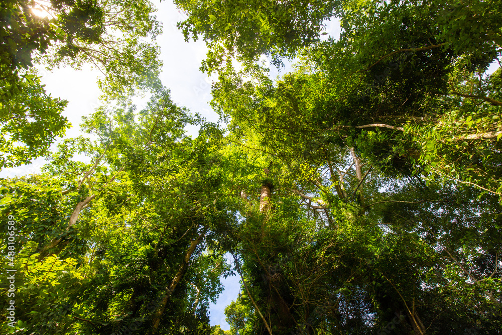 Fototapeta premium Tropical green tree forest morning sun light uprisen ant view