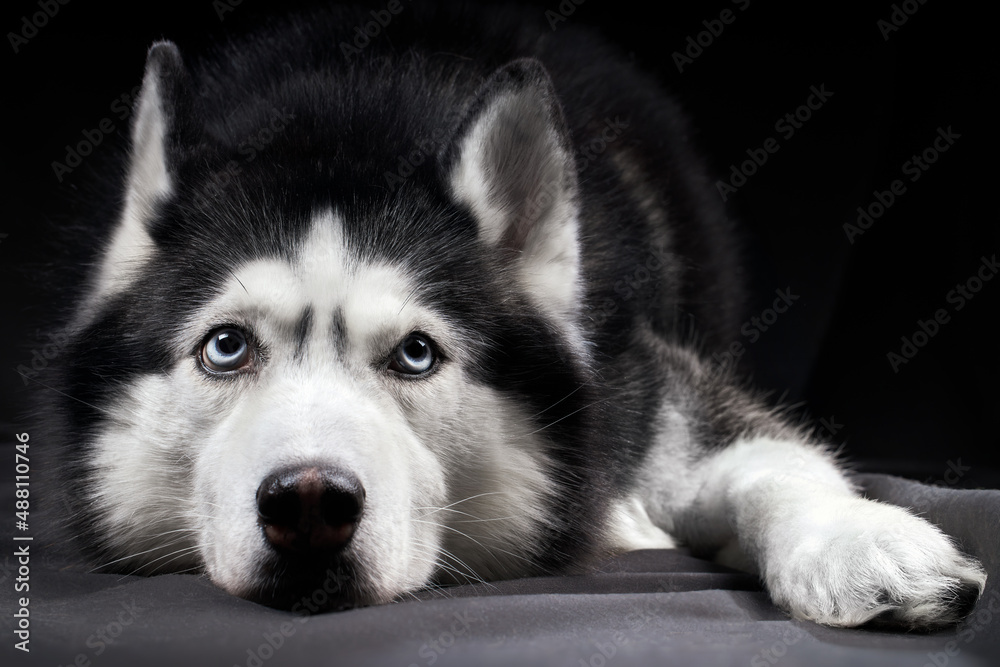 Studio art portrait beautiful husky dog with blue eyes.