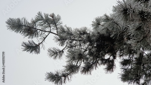 Winter landscape. Pine needles covered with snow, close-up