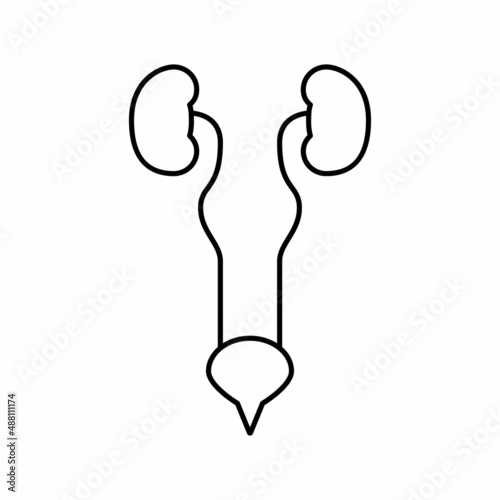 urinary system line icon vector illustration