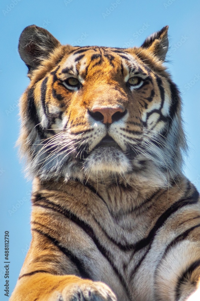 Fototapeta premium Tiger at the zoo