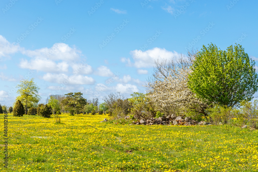 Meadow with blooming dandelions