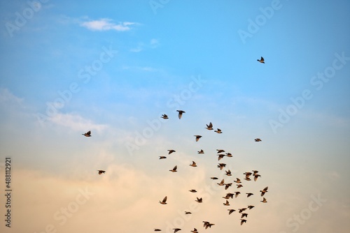 Silhouette flock of birds flying over the valley on sunbeam twilight sky at sunset. Birds flying. The freedom of birds in nature,freedom concept, Copy space. stock photo