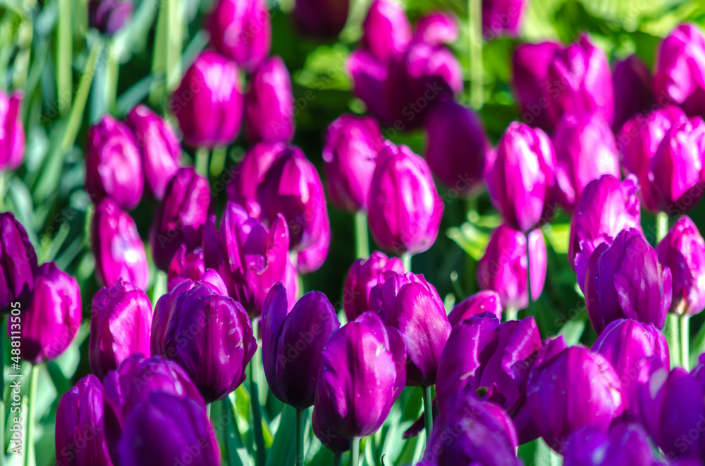 Fototapeta premium Many buds of dark purple blossoming tulips in the garden