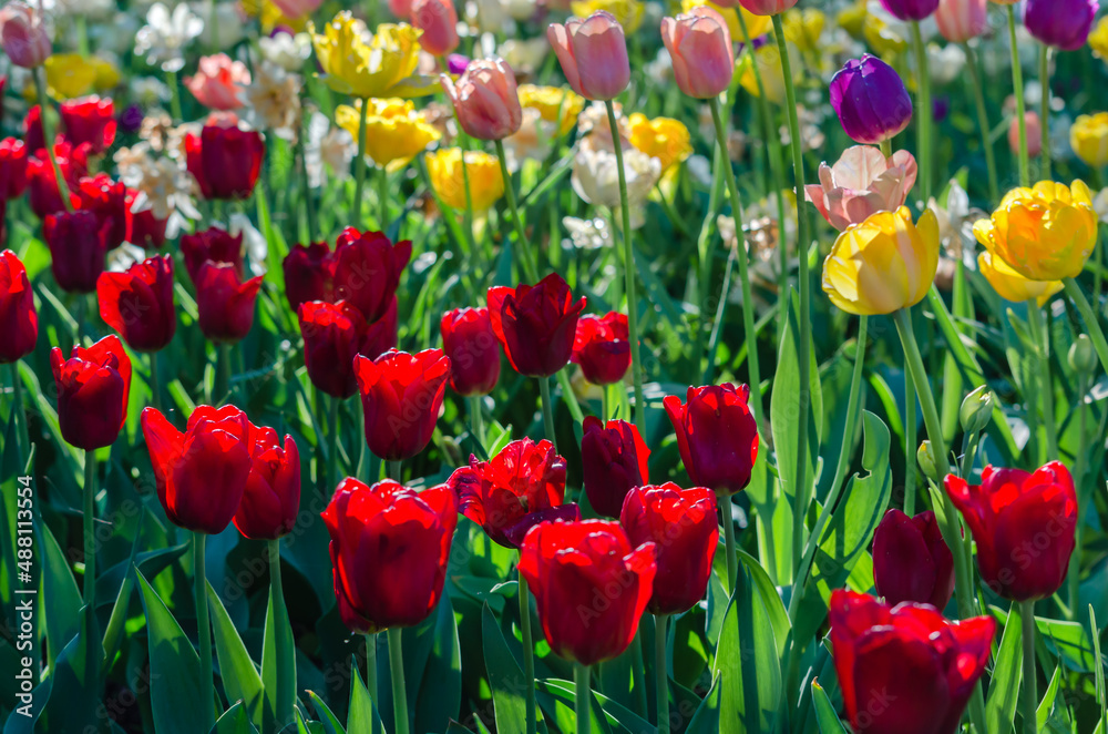 Obraz premium Flowerbed of white, red, pink, yellow tulips and green grass in the garden