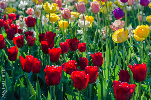 Flowerbed of white  red  pink  yellow tulips and green grass in the garden