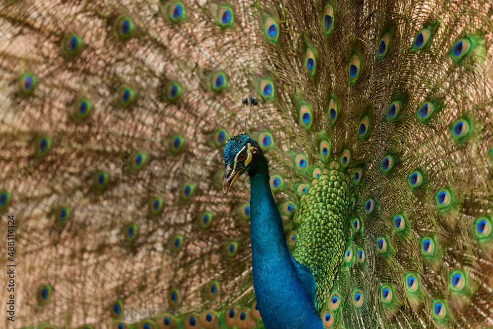 Naklejka premium Peacock Spread