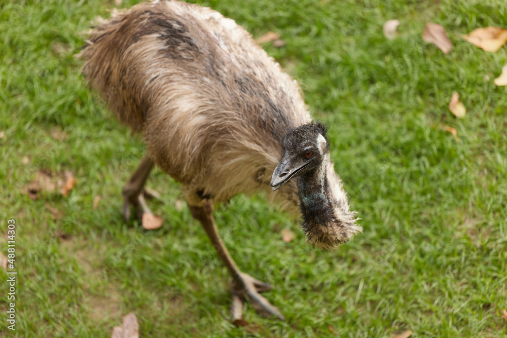 The Ostrich The Ostrich