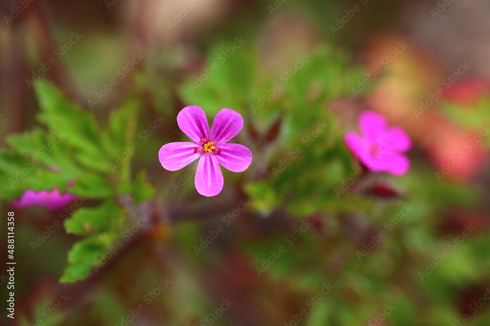 Bodziszek cuchnący Geranium robertianum fetid geranium herbs
