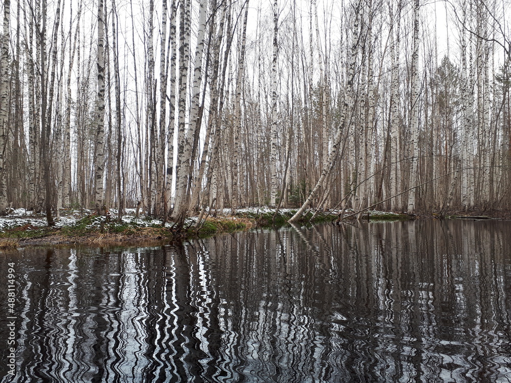 Birch trees Birch trees