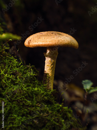 A forest brown mushroom in a natural background.