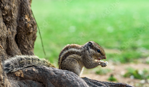 squirrel in the forest © Krishan