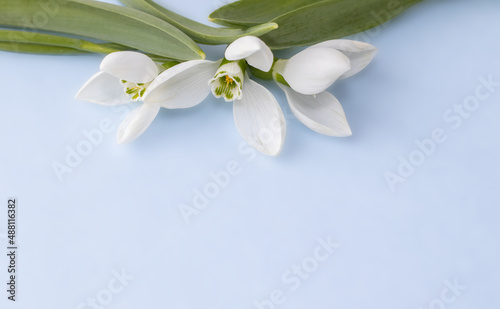 beautiful template for greeting card  space for text. snowdrops on the top of the page  blurry blue background. first forest flowers  under the snow. hello spring  march 8  women s day