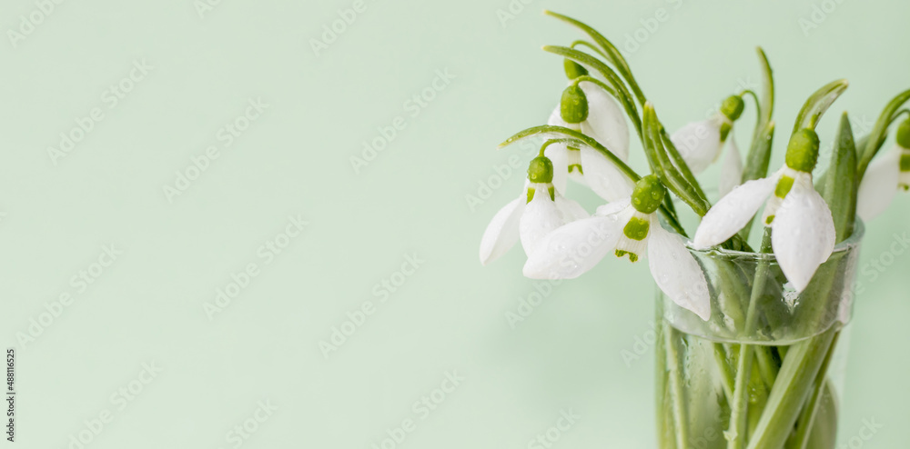 a bouquet of snowdrops in a transparent tequila glass. splashes of water on petals. first spring flowers. forest. hello spring. women's day concept. green blur background. space for text. greeting car a bouquet of snowdrops in a transparent tequila glass. splashes of water on petals. first spring flowers. forest. hello spring. women's day concept. green blur background. space for text. greeting car