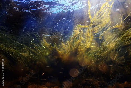 green algae underwater in the river landscape riverscape  ecology nature