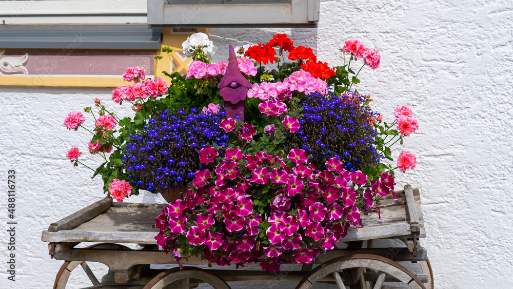 Traditional flowered composition at the Alps and Dolomites. Colorful flowers on a vintage wooden cart. Summer time. Mix of flowers and colors. General contest of the European Alps