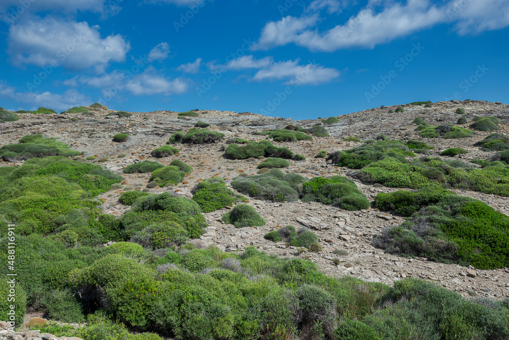 Mediterranean shrublands in Cape of Favaritx, municipality of Mahon, Menorca, Spain