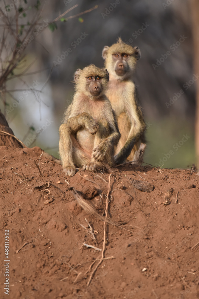 Fototapeta premium Baboons alert by the presence of potential predators 