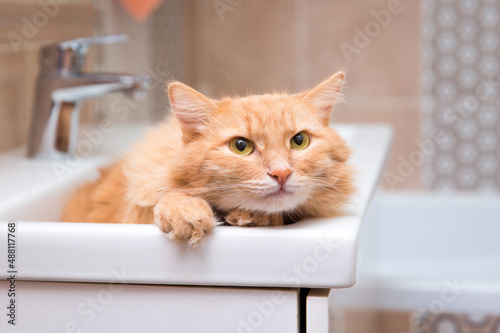 The red cat lies in the sink in the bathroom 