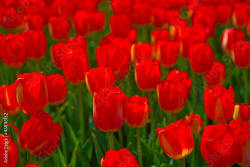 colorful tulips field