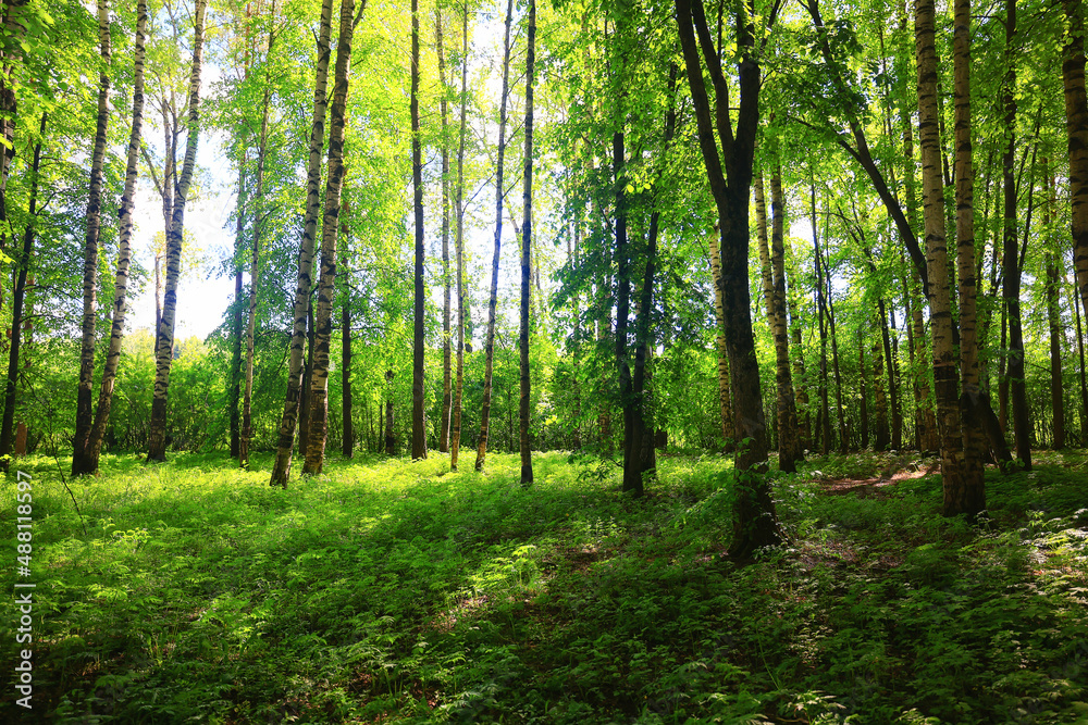 sunny summer day in green park, beautiful landscape trees background