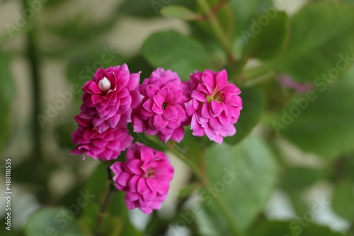 Pink flower blooming in spring