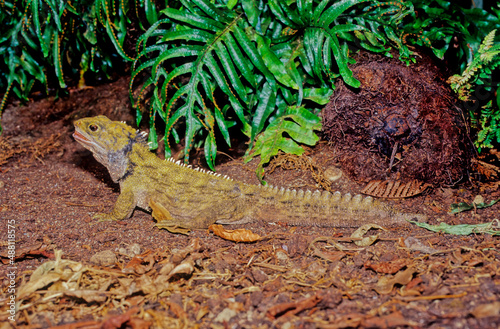 Tuatara.