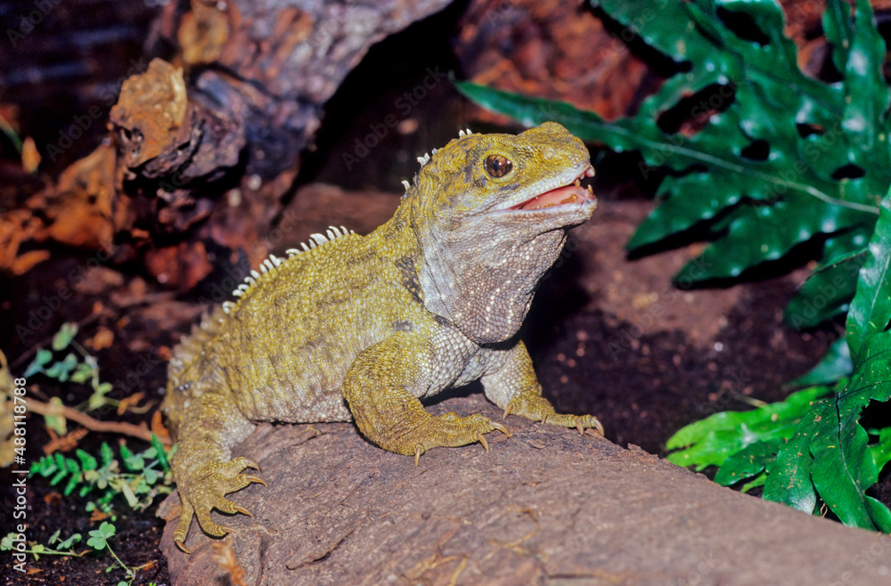 Fototapeta premium Tuatara.