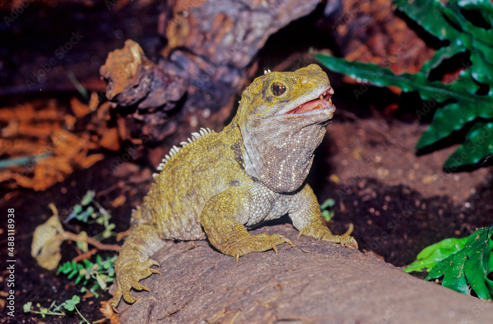 Tuatara.