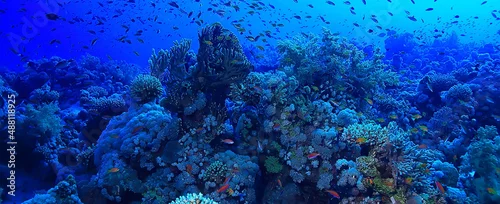 Obraz  z motywem tropical sea underwater background diving ocean