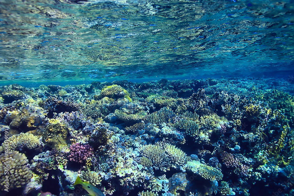 Obraz premium coral reef background, underwater marine life ecosystem ocean sea
