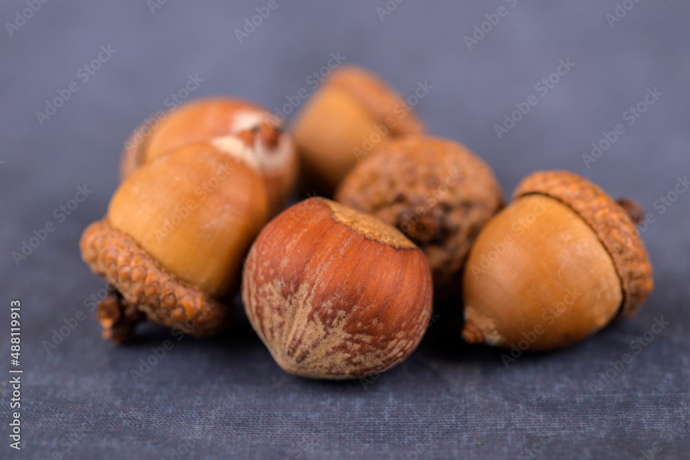 Haselnüsse und Eicheln