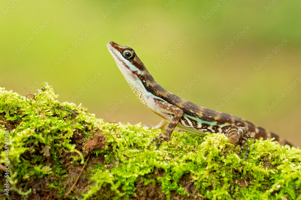 Anolis aquaticus, commonly known as the Water anole, is a species of