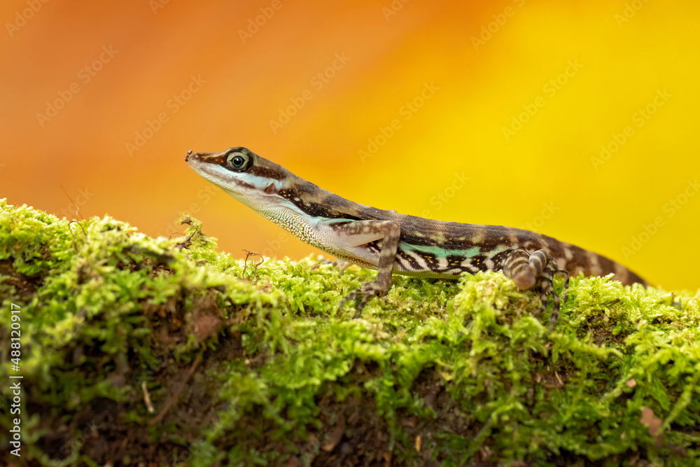 Naklejka premium Anolis aquaticus, commonly known as the Water anole, is a species of anole, a lizard in the family Dactyloidae, native to the western coast of Costa Rica.