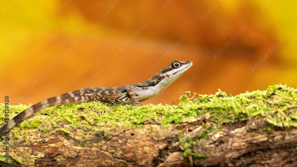 Fototapeta premium Anolis aquaticus, commonly known as the Water anole, is a species of anole, a lizard in the family Dactyloidae, native to the western coast of Costa Rica.