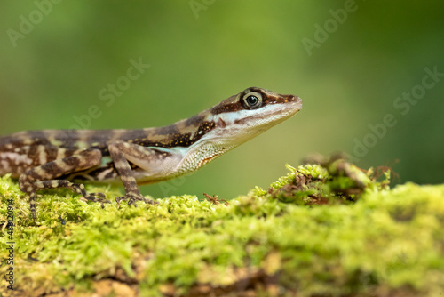 Anolis aquaticus, commonly known as the Water anole, is a species of anole, a lizard in the family Dactyloidae, native to the western coast of Costa Rica.