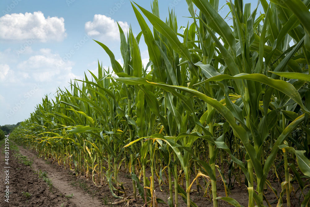 Obraz premium Corn field