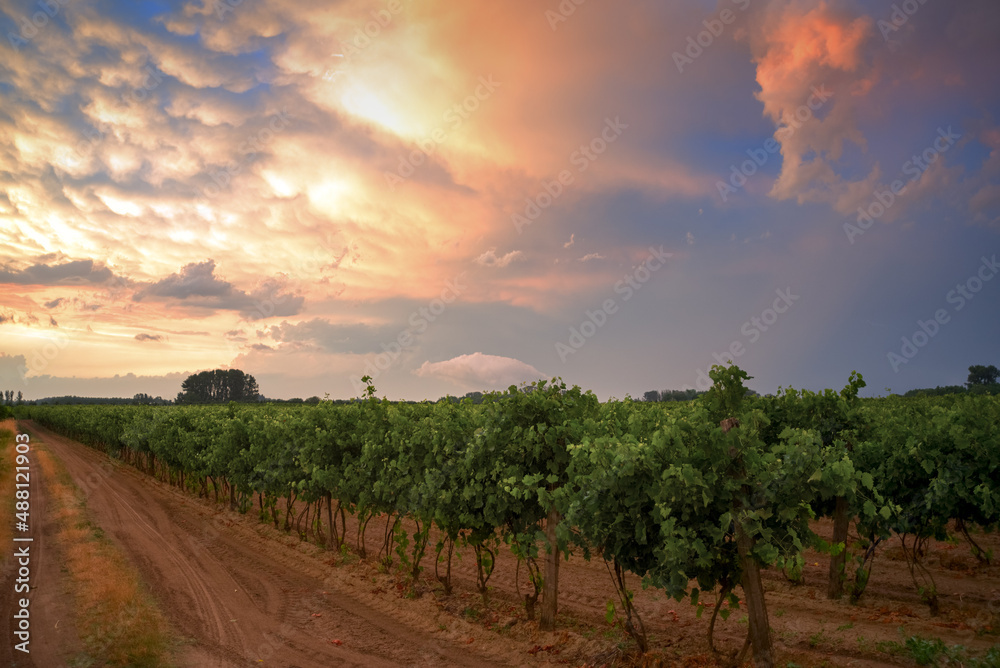 Fototapeta premium Vineyard at sunset