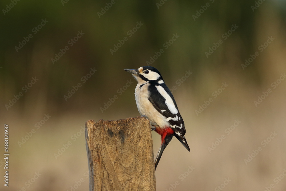 A female Great spotted wood pecker (Dendrocopos major). A female Great spotted wood pecker (Dendrocopos major).