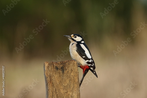 A female Great spotted wood pecker (Dendrocopos major).