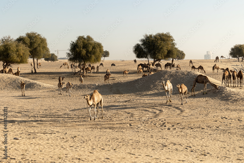 Camels with trees