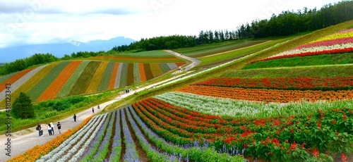 夏の北海道の四季彩の丘、北海道の夏のお花畑