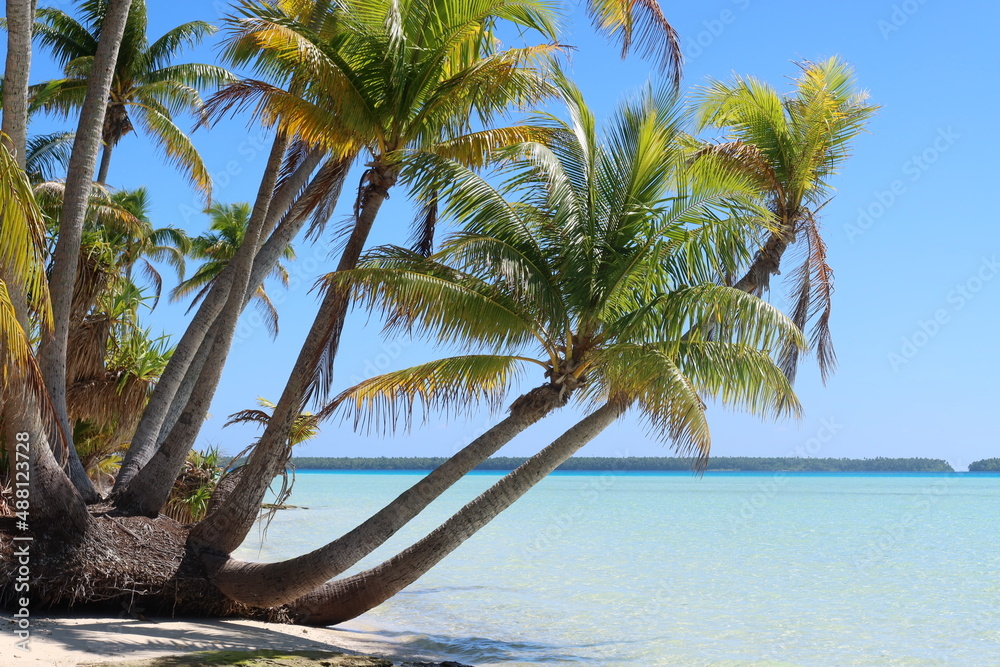 palm trees on the beach in a Tahitian atoll palm trees on the beach in a Tahitian atoll